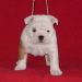 chiots bulldogs anglais